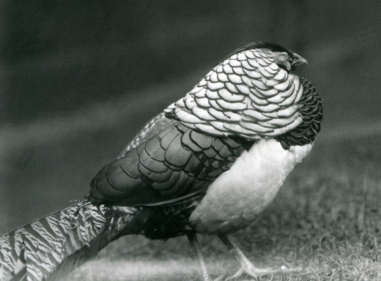 Samec bažanta lady Amherstové, stojící na trávě, londýnská zoo od Frederick William Bond