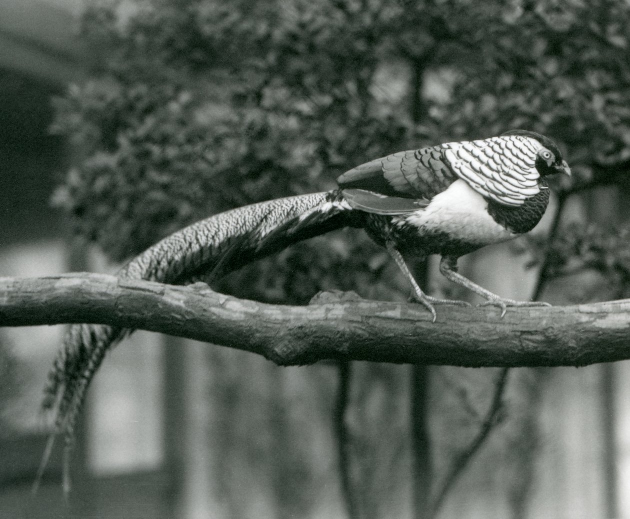 Samec bažanta lady Amherst, kráčející po vodorovné větvi, v londýnské zoo v roce 1926 od Frederick William Bond