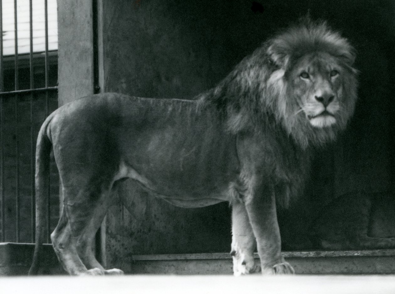 Lví samec v londýnské zoo, červen 1924 od Frederick William Bond