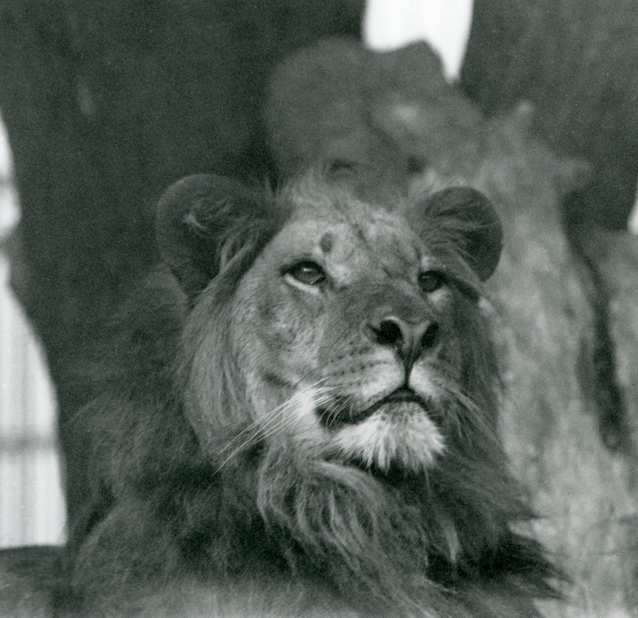 Lví samec v londýnské zoo v roce 1929 (černobílá fotografie) od Frederick William Bond