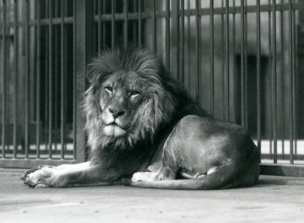 Lví samec ležící proti mřížím svého výběhu, londýnská zoo, září 1927 od Frederick William Bond