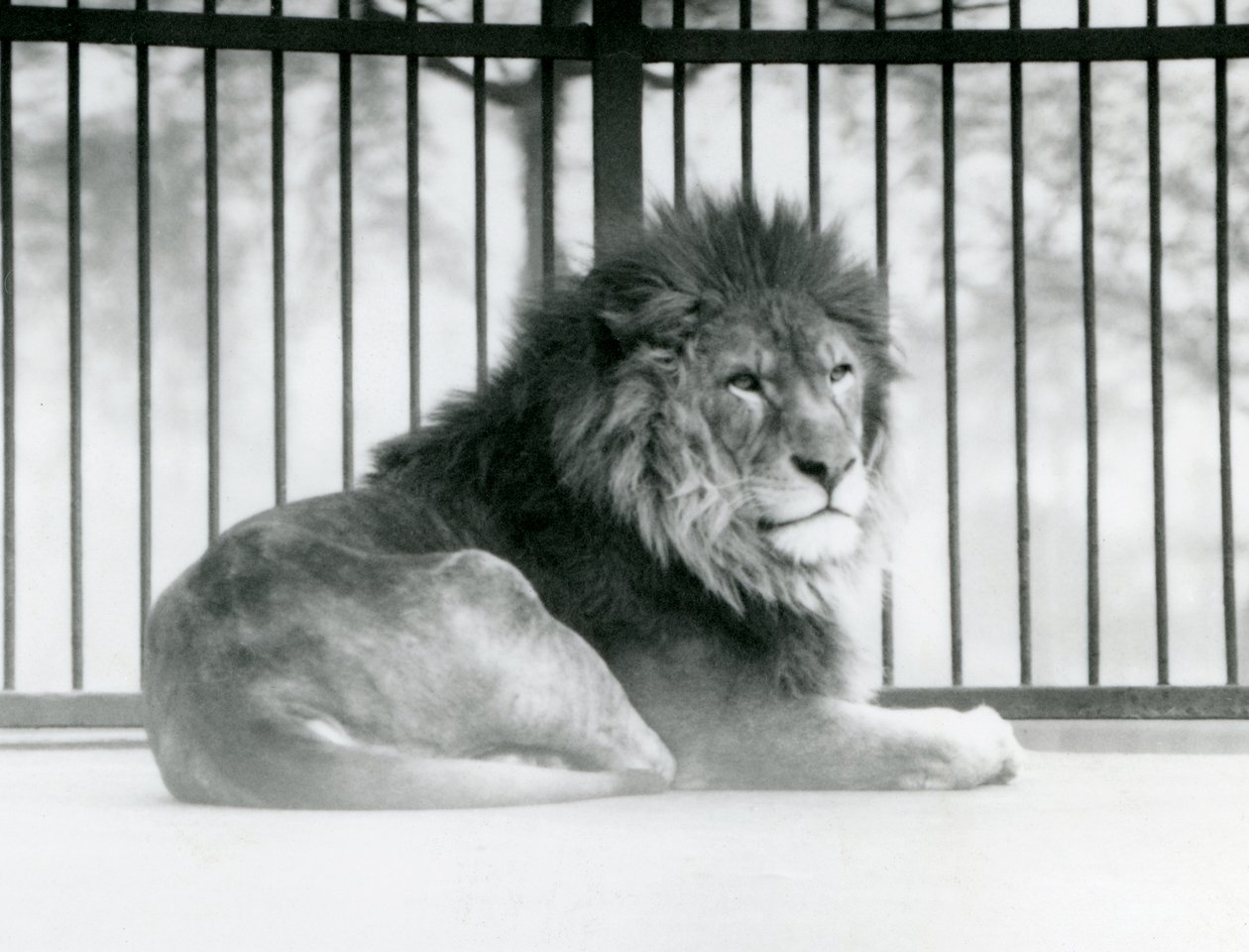 Lví samec odpočívá ve svém výběhu v londýnské zoo v březnu 1925 (černobílá fotografie) od Frederick William Bond