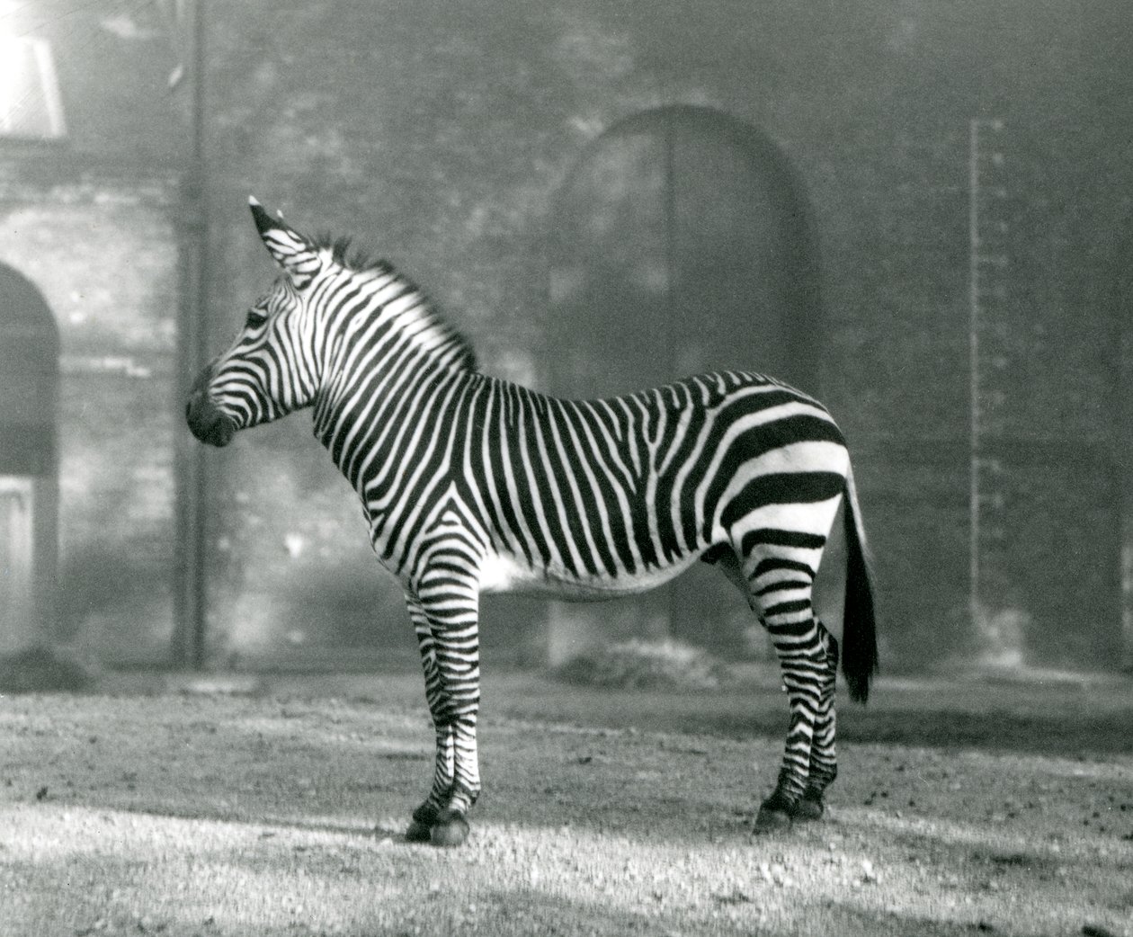 Samec zebry horské x Hartmanns Mountain Zebra stojící ve výběhu v londýnské zoo v září 1927 od Frederick William Bond