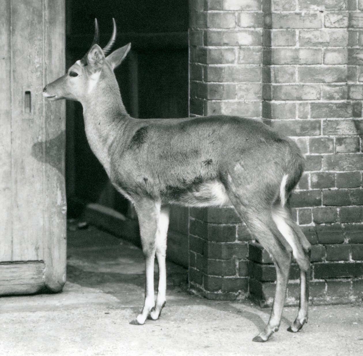 Samec SouthernCommon Reedbuck nebo Reitbok stojící u dveří antilopího domu, londýnská zoo, 6. října 1927 od Frederick William Bond