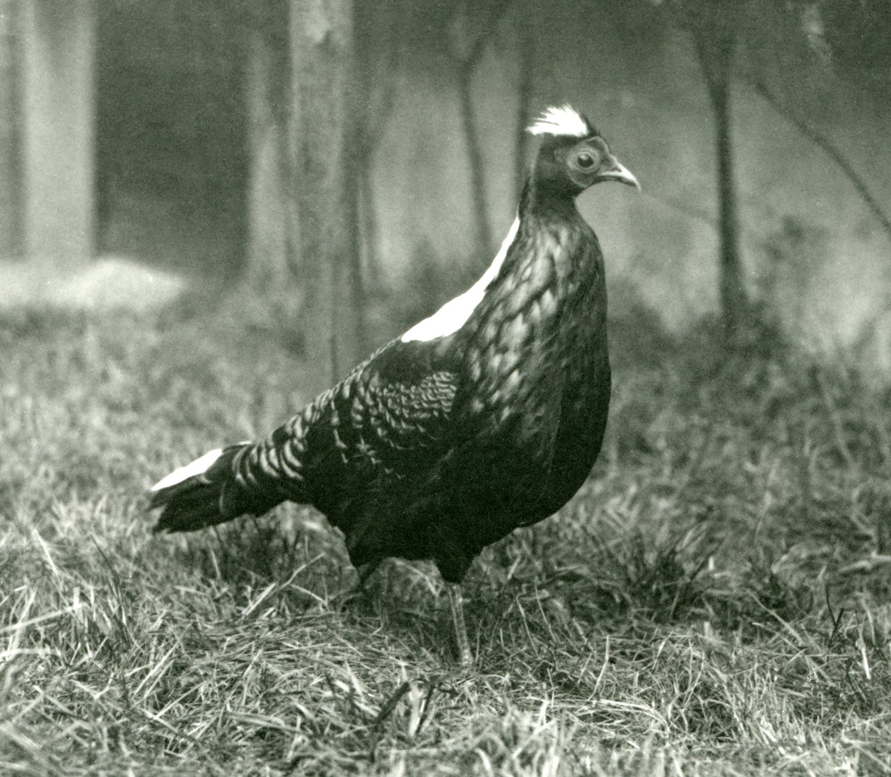 Samec bažanta Swinhoes v londýnské zoo, září 1923 od Frederick William Bond