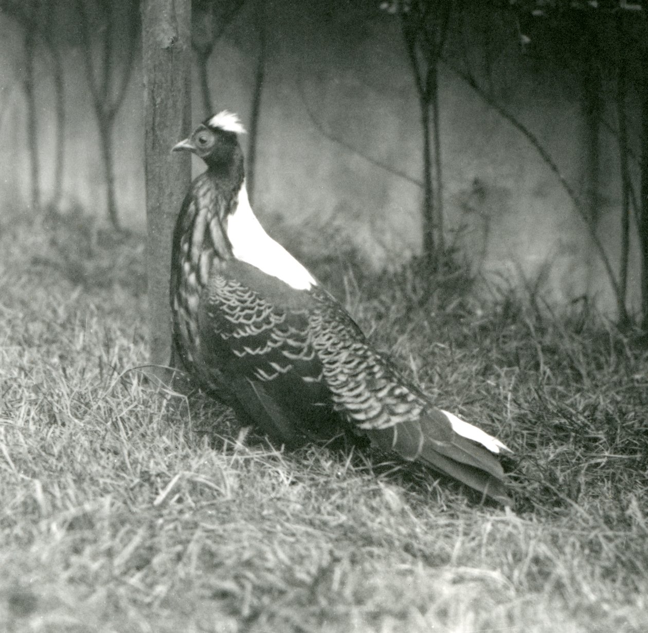 Samec bažanta Swinhoes v londýnské zoo, září 1923 od Frederick William Bond