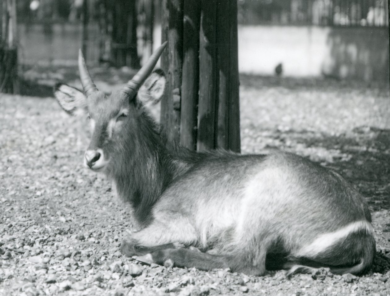 Samec Waterbuck, Kobus ellipsiprymnus, sedící ve svém výběhu v londýnské zoo, 20. léta od Frederick William Bond