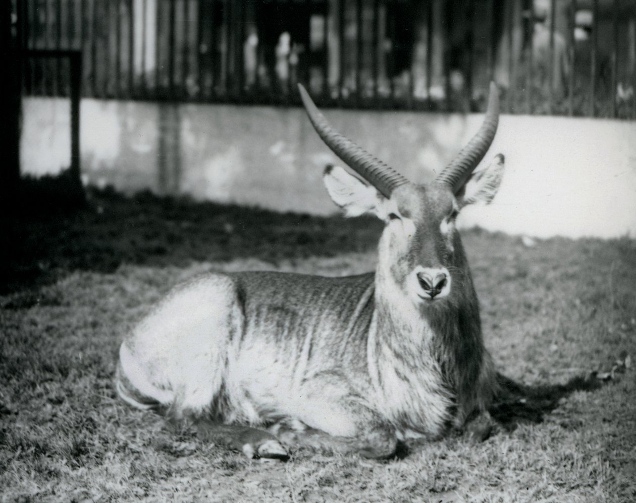 Samec Waterbuck ležící na trávě ve svém výběhu v londýnské zoo v roce 1928 (černobílá fotografie) od Frederick William Bond