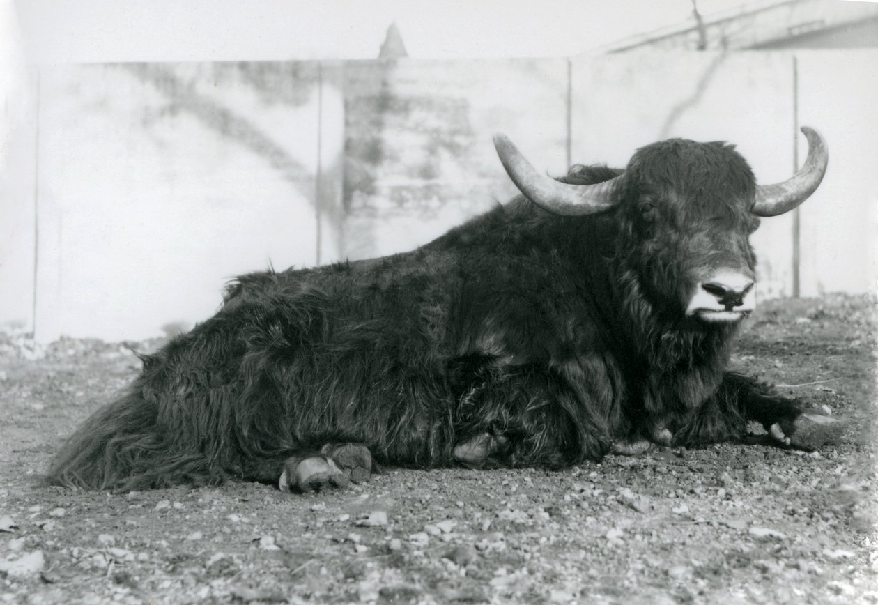 Samec Yak ležící ve svém výběhu v londýnské zoo v srpnu 1928 (černobílá fotografie) od Frederick William Bond
