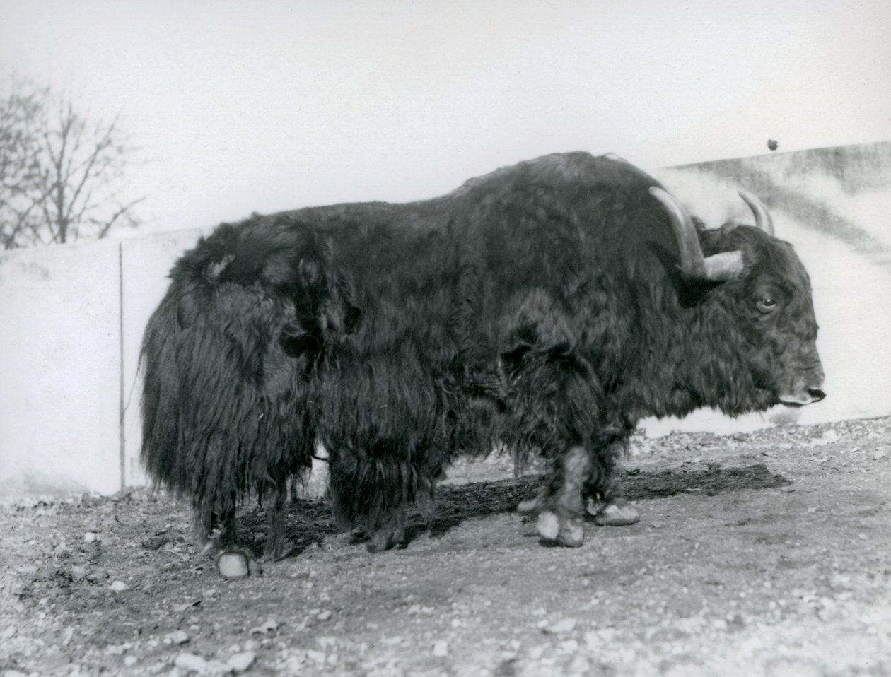 Samec jaka stojící ve svém výběhu v londýnské zoo v roce 1928 (černobílá fotografie) od Frederick William Bond