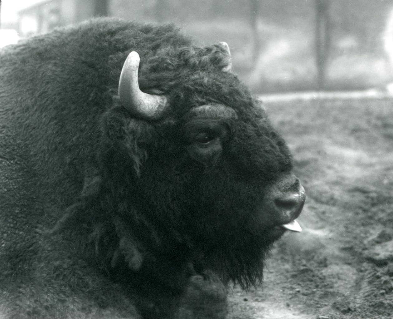 Samec/býk Bizon evropský, Londýnská zoo, únor 1928 (černobílá fotografie) od Frederick William Bond