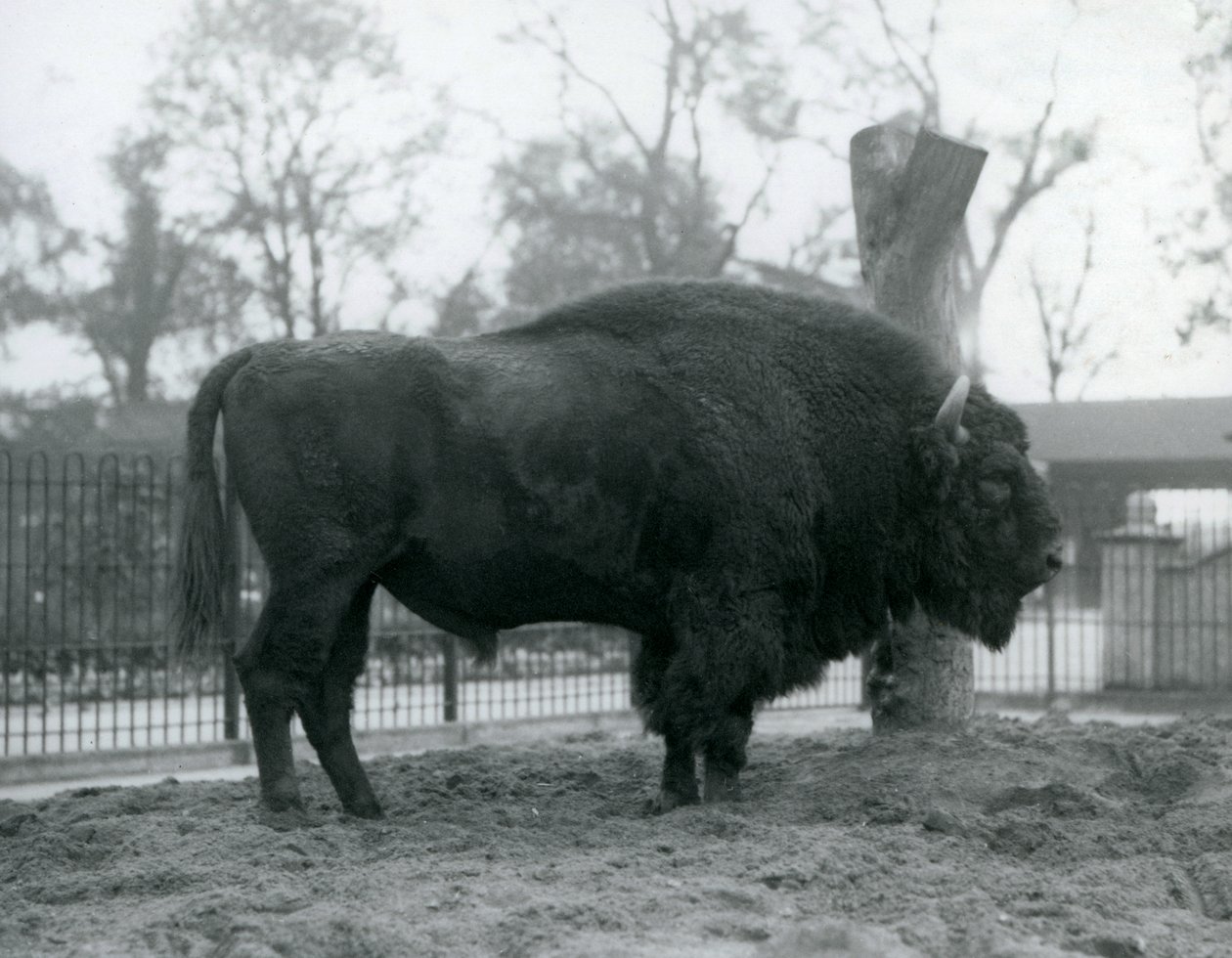 Zubr evropský stojící na trávě ve svém výběhu. Londýnská zoologická zahrada, říjen 1927. Zranitelní zubři evropský jsou také známí jako Wisent nebo Evropský lesní bizon. od Frederick William Bond