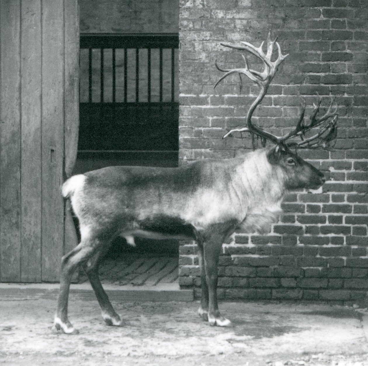 Dospělý jelen sob stojící ve svém výběhu v londýnské zoo v roce 1925 od Frederick William Bond