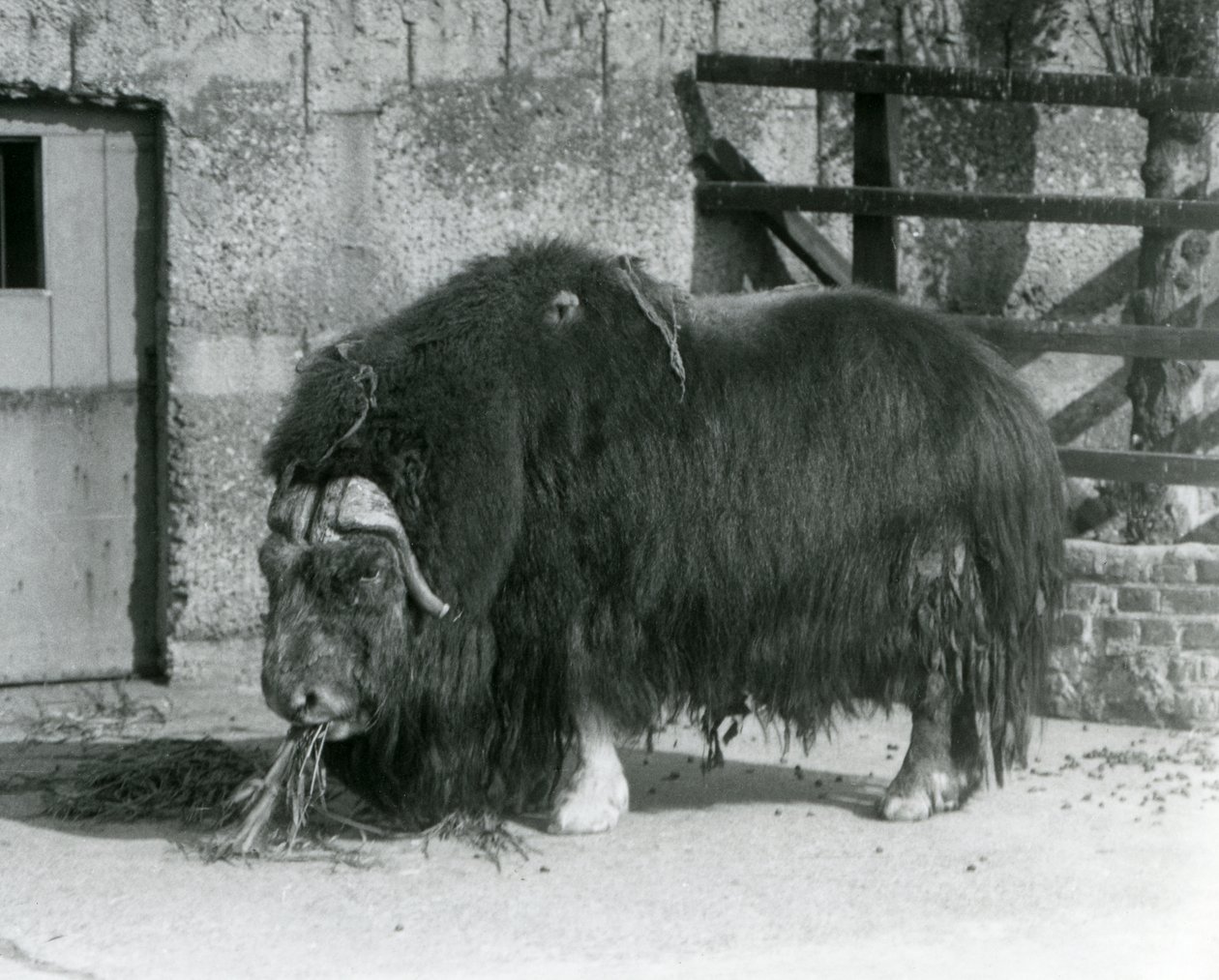 Dospělý býk pižmoň, také hláskovaný Pižmoň a pižmoň stojící, jedí ve svém výběhu v londýnské zoo v roce 1931 (černobílá fotografie) od Frederick William Bond