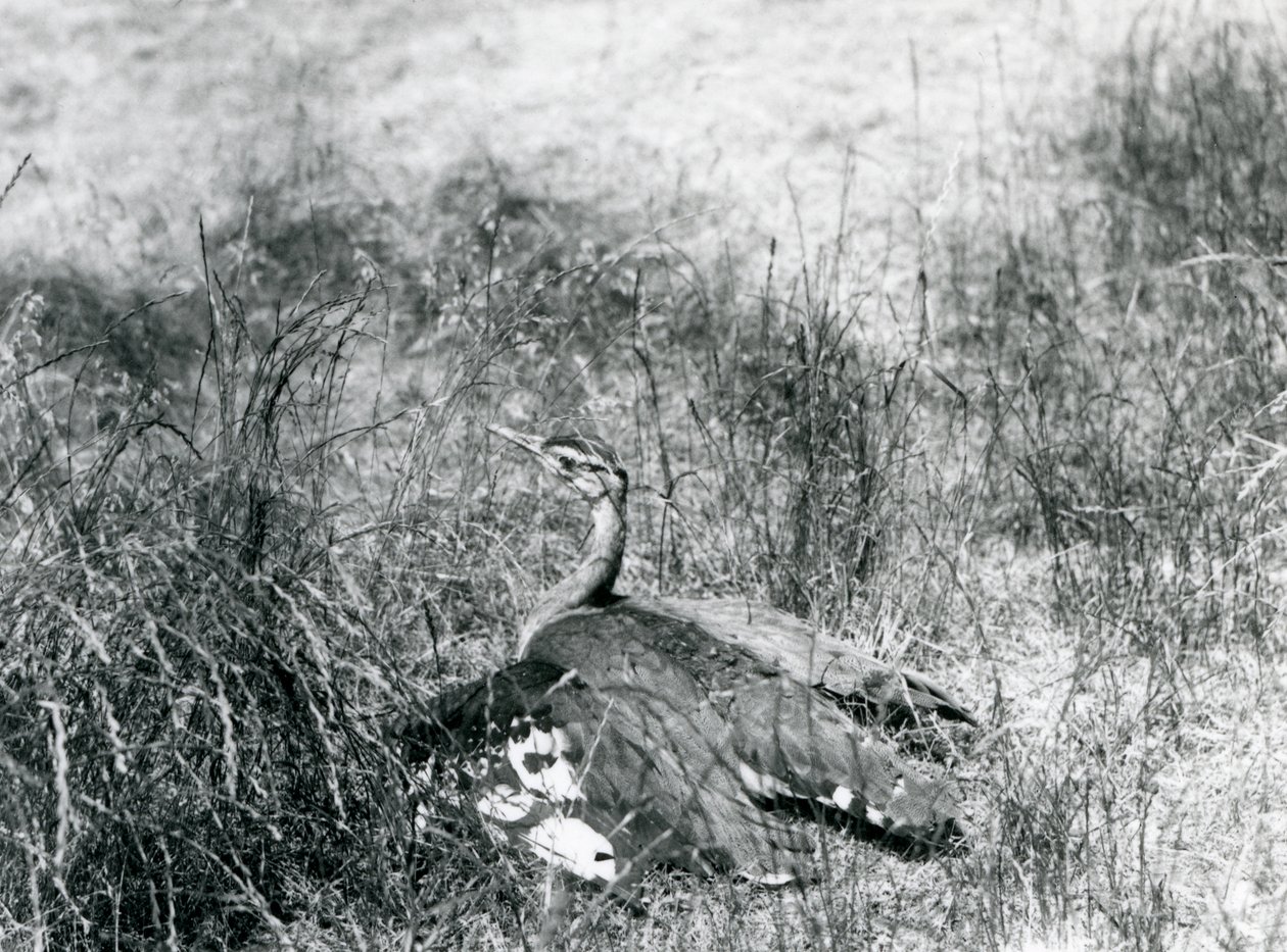 Téměř ohrožený drop arabský roztahující svá křídla blízko země mezi kouskem vysoké trávy, Londýnská zoo, červenec 1925 od Frederick William Bond