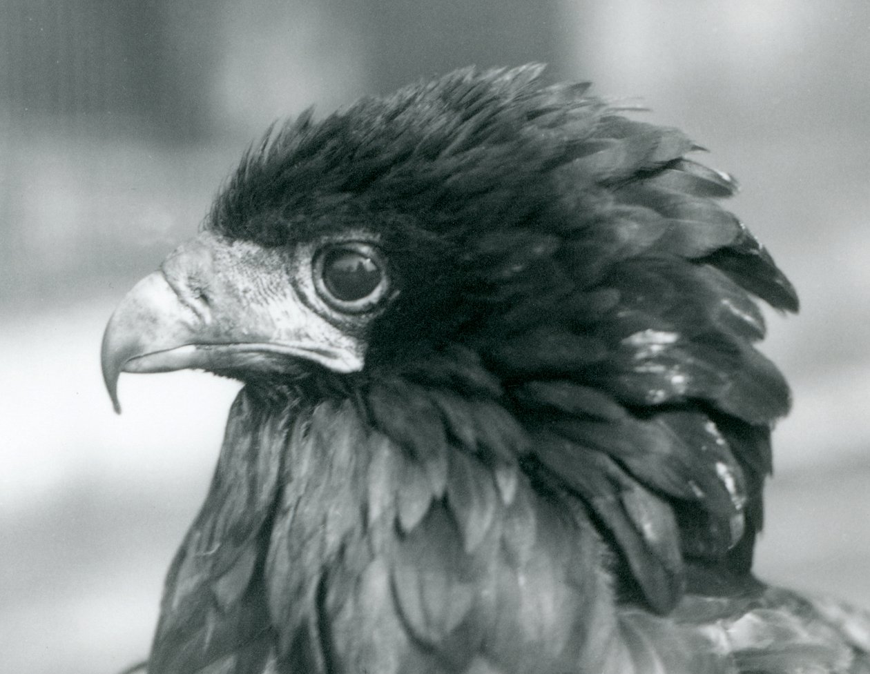 Téměř ohrožený Bateleur Eagle v londýnské zoo v roce 1927 od Frederick William Bond
