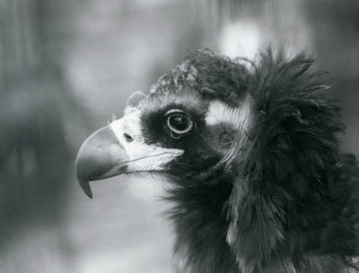 Téměř ohrožený Euroasijský černý sup v londýnské zoo, 1927 od Frederick William Bond