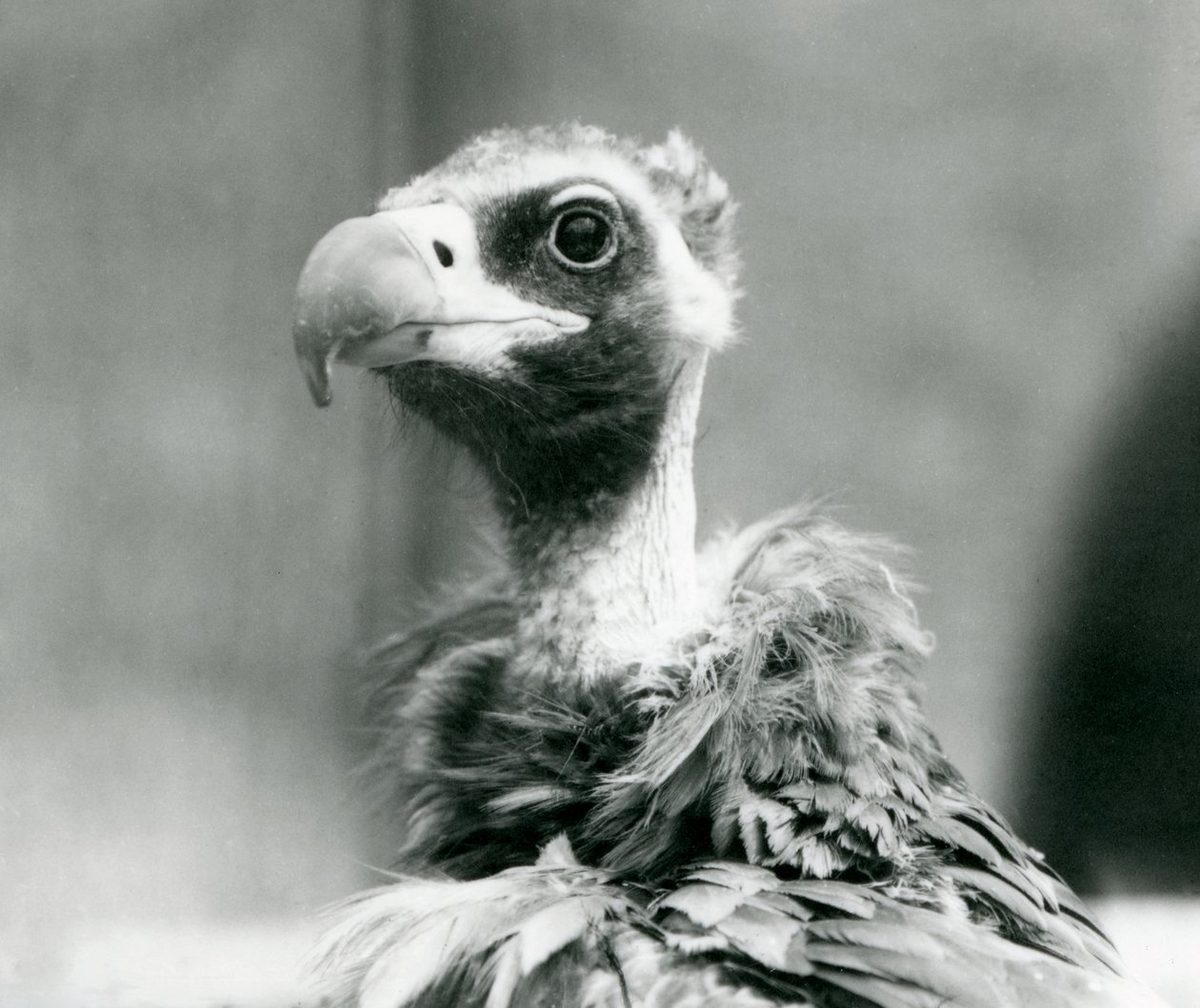 Téměř ohrožený Euroasijský černý sup v londýnské zoo, červenec 1926 od Frederick William Bond