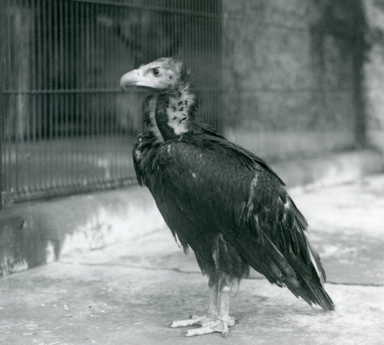Téměř ohrožený Euroasijský černý sup stojící v londýnské zoo, 1927 od Frederick William Bond