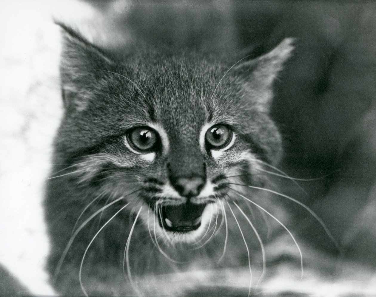 Téměř ohrožená Pampas Cat/Pantanal Cat/Colocolo v londýnské zoo v roce 1929 (černobílá fotografie) od Frederick William Bond