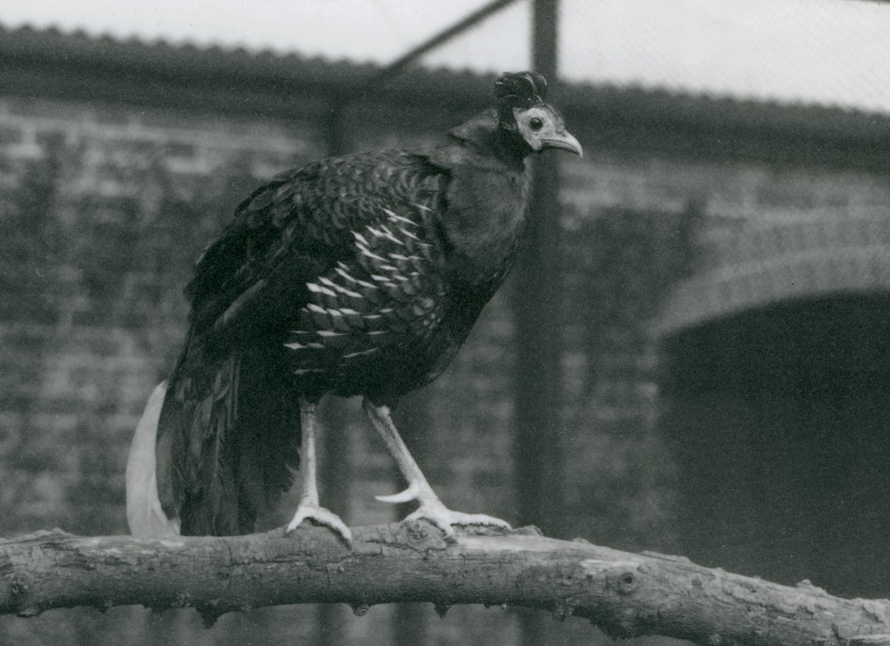 Téměř ohrožený Viellots fireback nebo Crested fireback, stojící na větvi, London Zoo, 1927 od Frederick William Bond