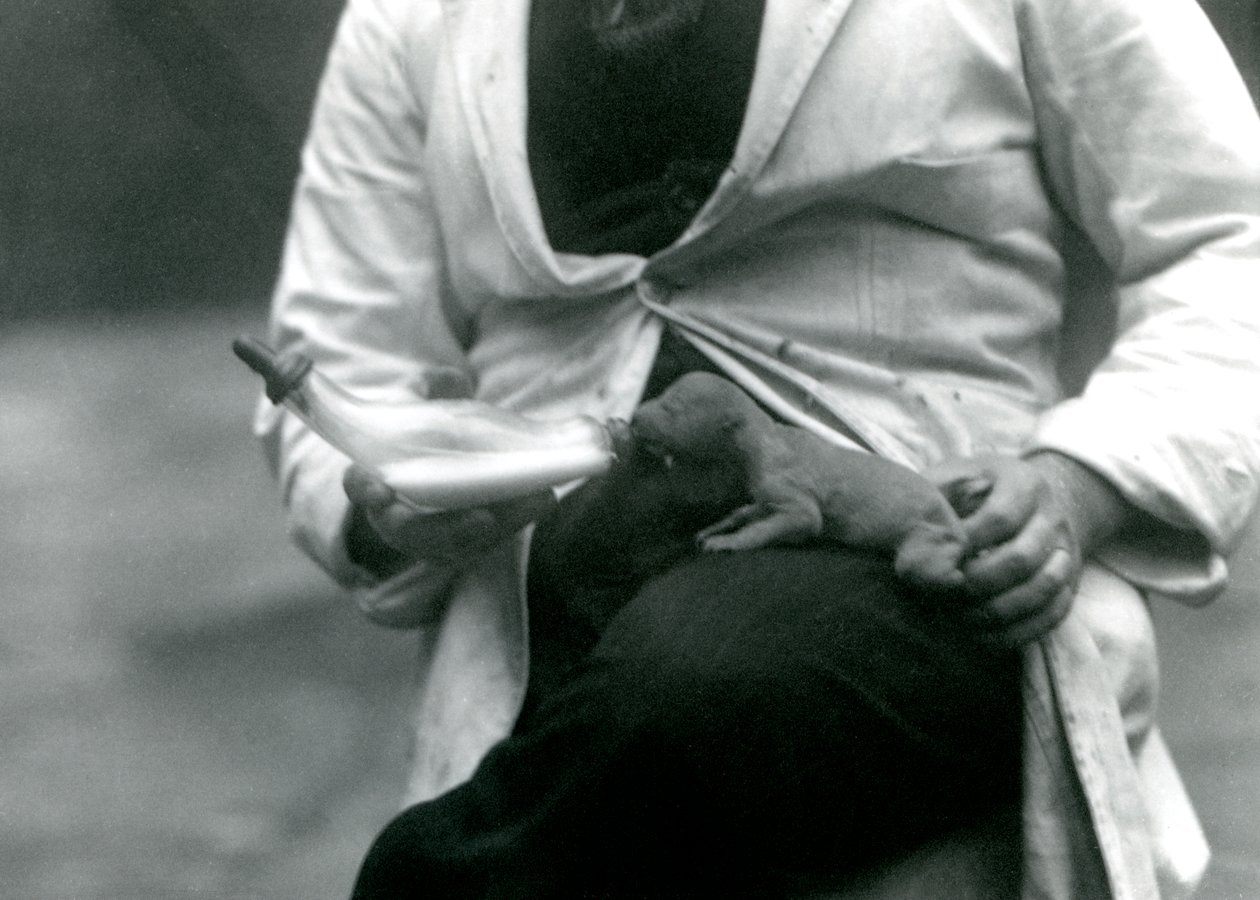 Novorozené lvíče krmené z láhve svým chovatelem, londýnskou zoo, 1923 od Frederick William Bond