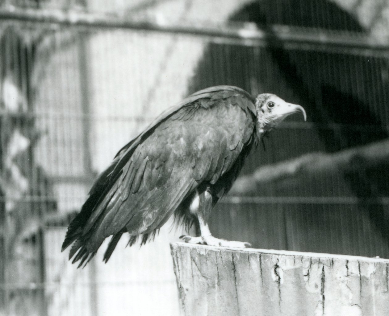 Nyní kriticky ohrožený Vulture Hooded stojící na kládě, Londýnská zoo, září 1925 od Frederick William Bond