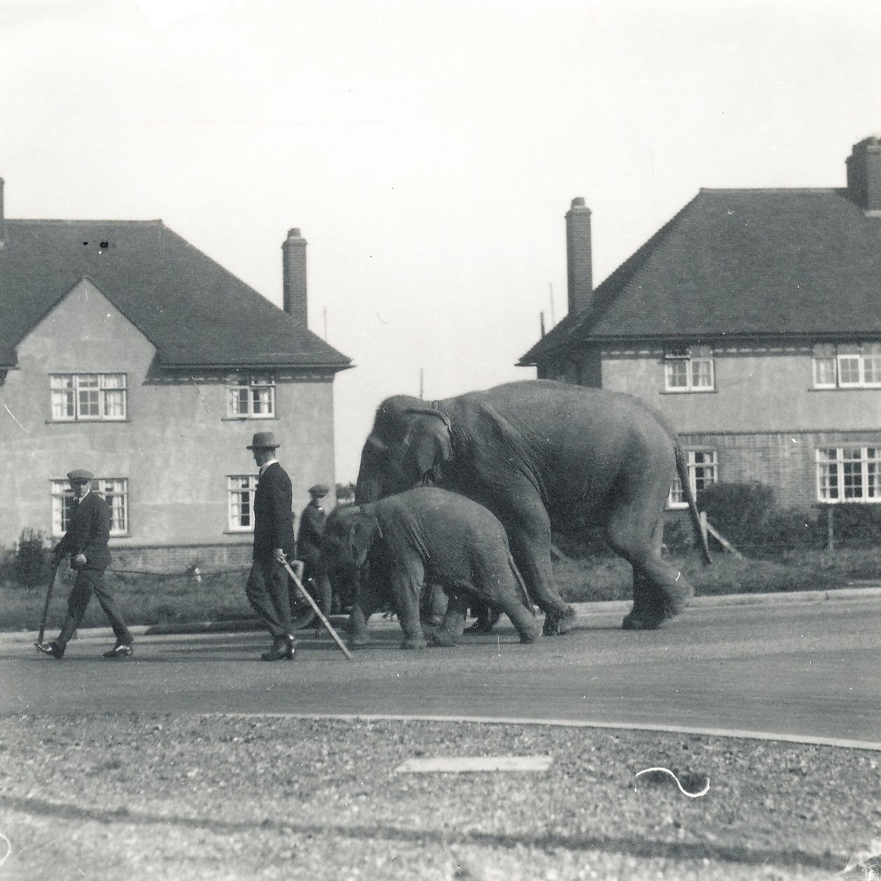 Pár indických slonů kráčejících z Tilbury do ZSL Whipsnade od Frederick William Bond