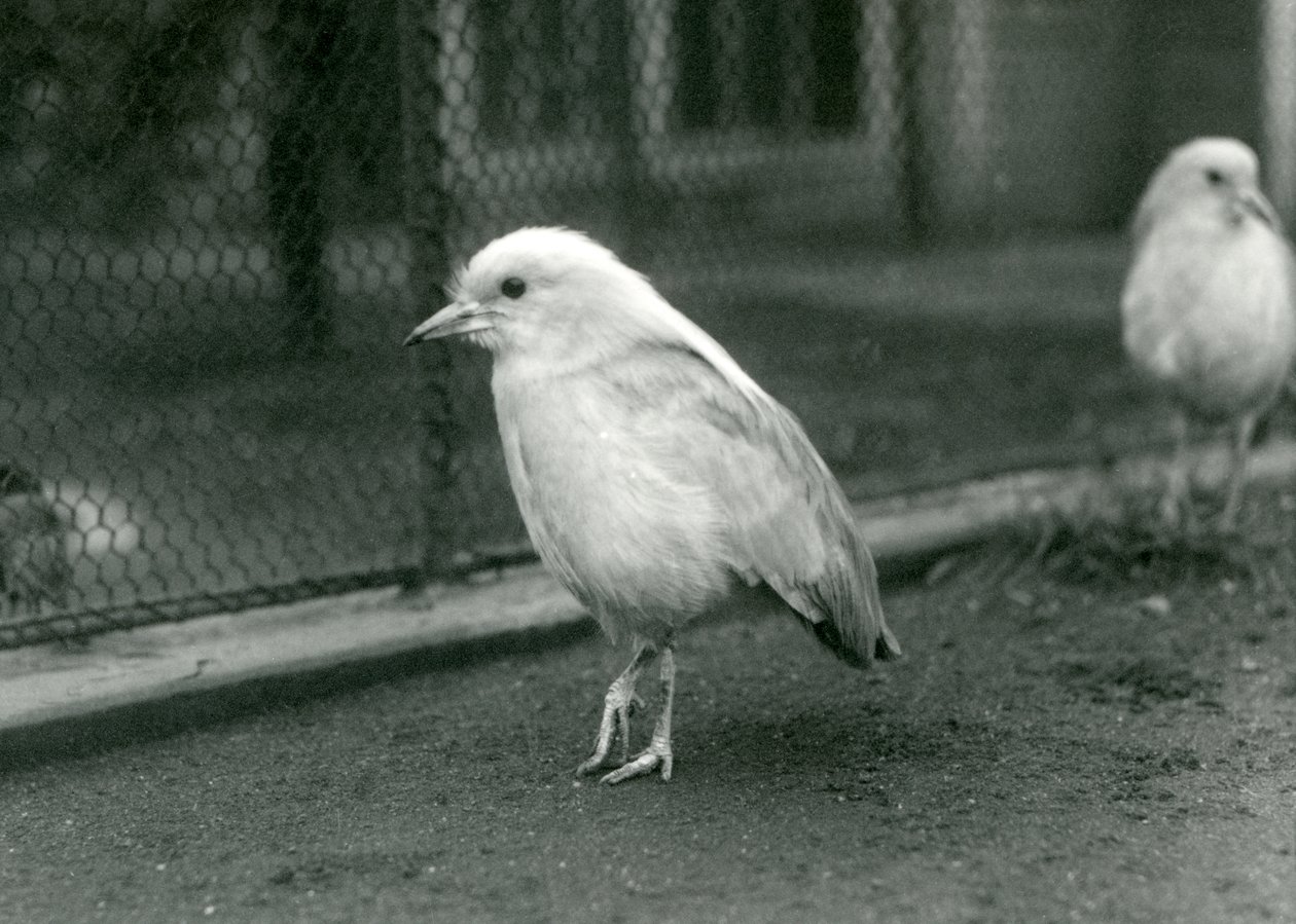 Pár Kagusů, nebo Cagous, stojící na podlaze jejich výběhu v londýnské zoo, 1927 od Frederick William Bond