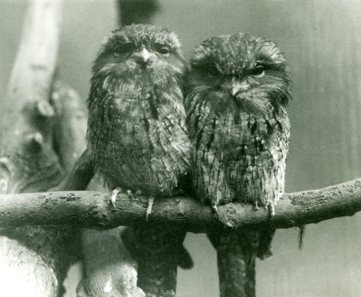 Pár Tawny Frogmouth sedí na větvi v londýnské zoo v roce 1924 od Frederick William Bond