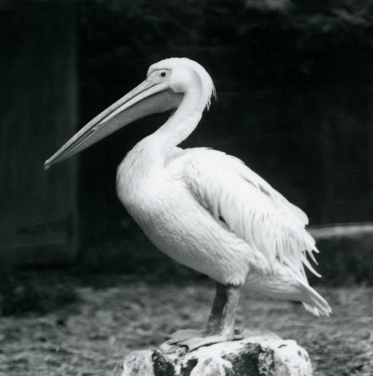 Pelikán stojící na pařezu v londýnské zoo v září 1925 od Frederick William Bond