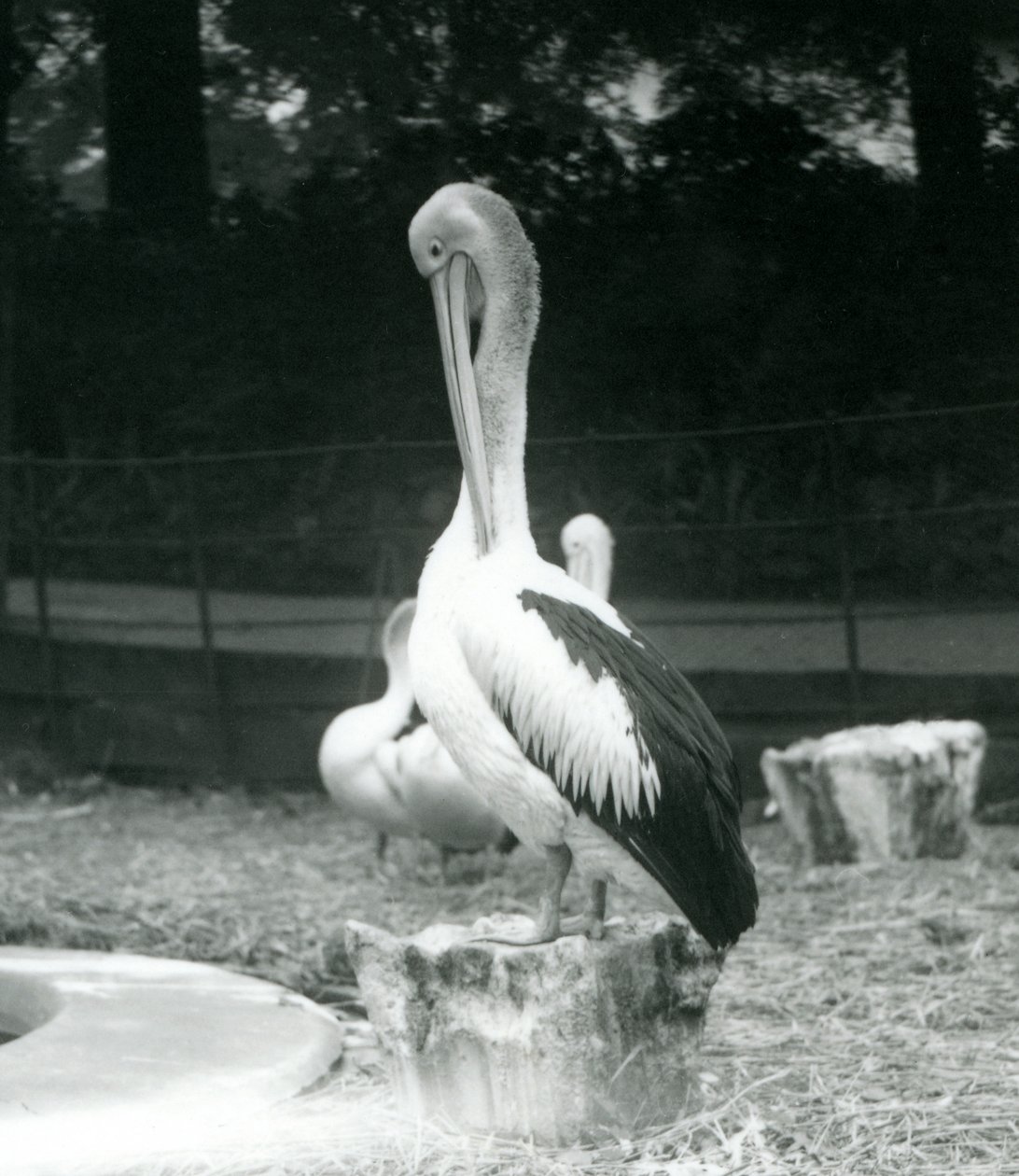 Pelikán, stojící na pařezu, předrývající si krk v londýnské zoo v září 1925 od Frederick William Bond