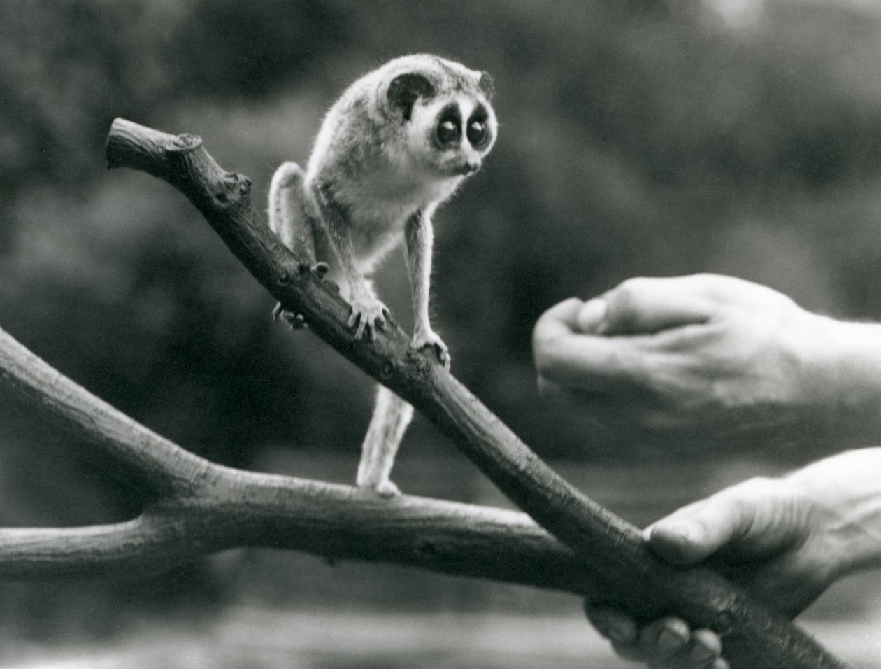 Štíhlý outloň stojící na větvi držené chovatelem, londýnská zoo, srpen 1926 od Frederick William Bond