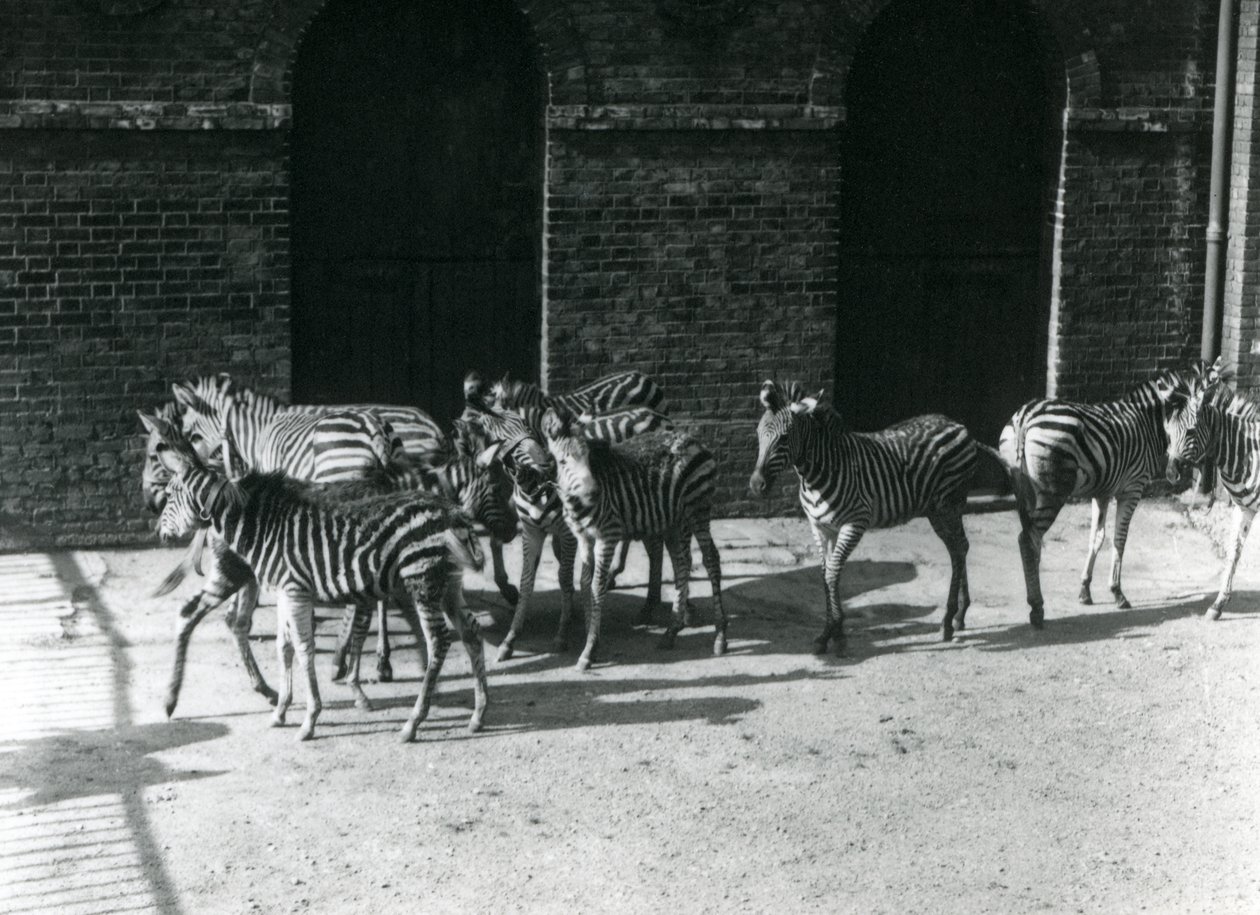 Malé stádo zebry Chapmans v londýnské zoo v roce 1924 od Frederick William Bond