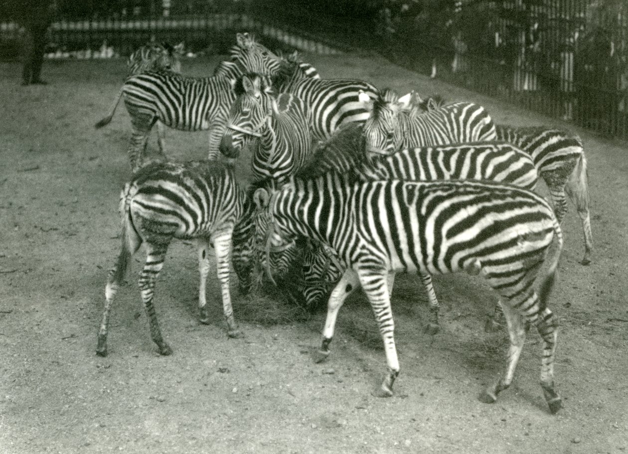 Malé stádo zeber Chapmanových, včetně mláďat, Londýnská zoo v roce 1923 od Frederick William Bond