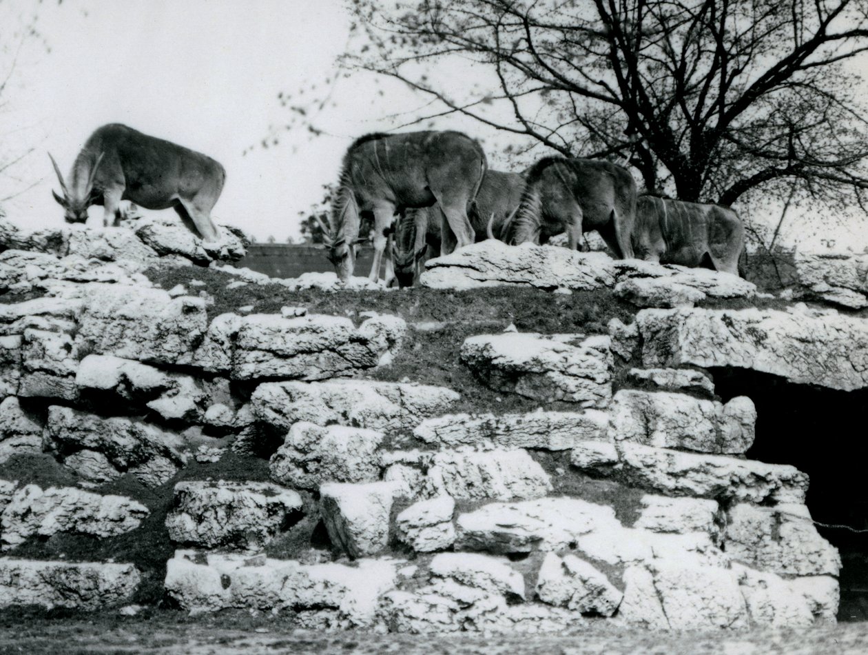 Malé stádo losa obecného pasoucího se mezi skalami ve výběhu antilopy Eland v londýnské zoo v červnu 1925 od Frederick William Bond