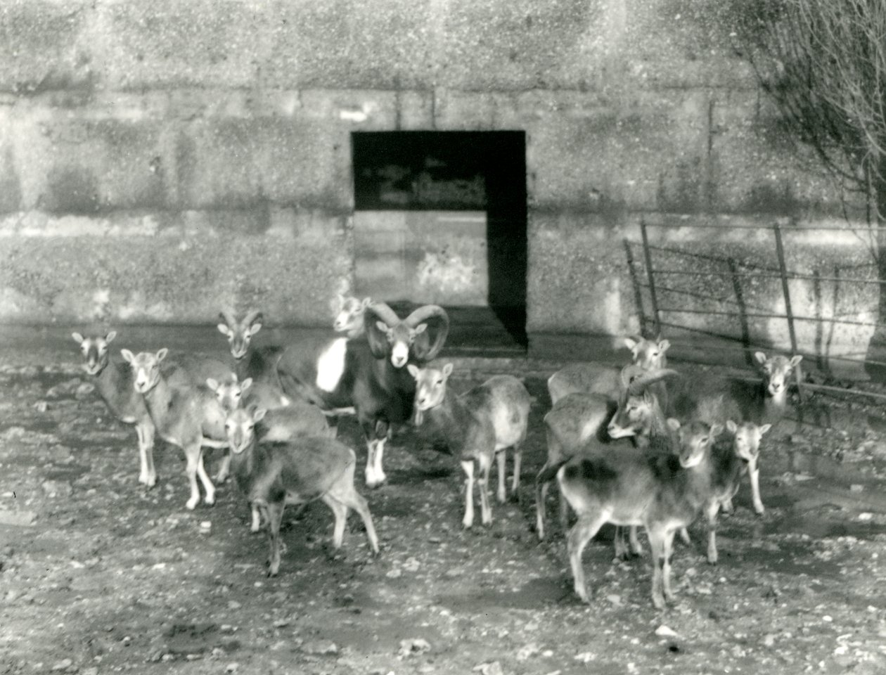 Malé stádo muflonů v londýnské zoo v listopadu 1926 od Frederick William Bond