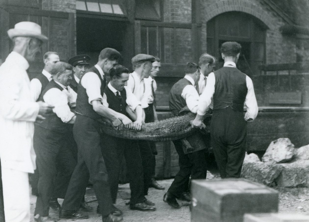 Tým mužů nese aligátora, na kterého dohlíží Sir Peter Chalmers Mitchell, Londýnská zoo, 1924 od Frederick William Bond