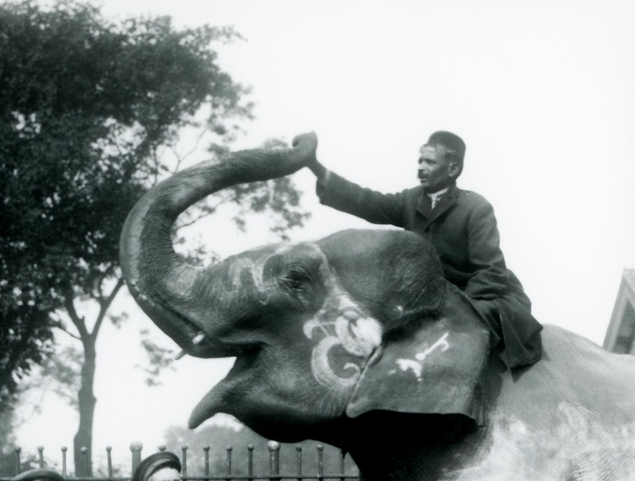 Trenér sedící obkročmo na krku zdobeného indického slona a natahující se dopředu, aby držel konec jeho obráceného chobotu, Londýnská zoo, 1927 od Frederick William Bond