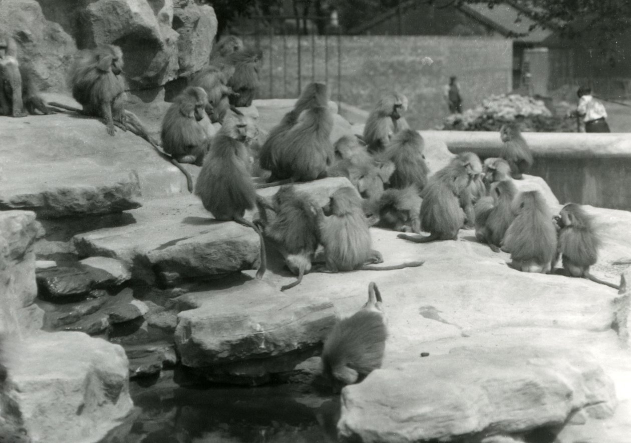 Skupina posvátných paviánů, včetně jednoho pijícího z bazénu, mezi skalami „Monkey Hill“, londýnské zoo od Frederick William Bond