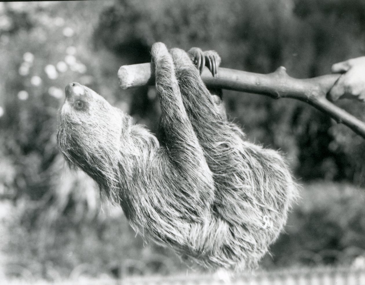 Lenochod dvouprstý visící na uříznuté větvi, kterou drží chovatel, Londýnská zoo, září 1925 od Frederick William Bond