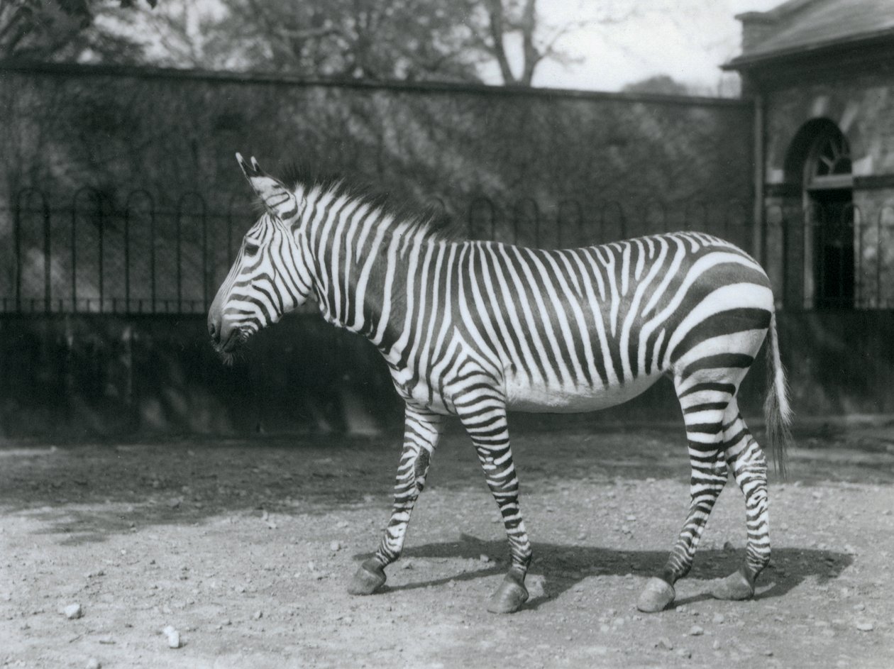Zranitelná zebra Hartmanova stojící ve výběhu v londýnské zoo od Frederick William Bond