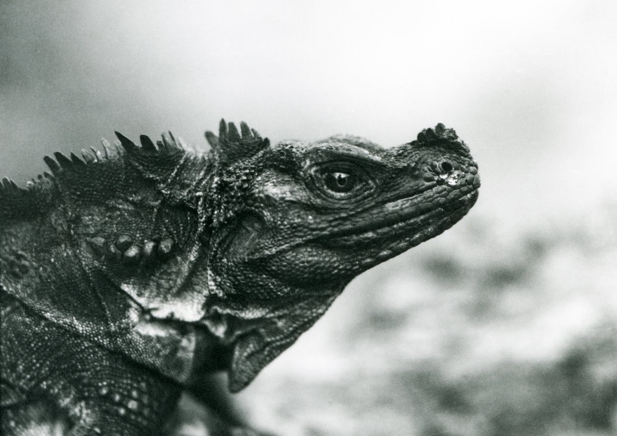 Zranitelná ještěrka Sailfin v londýnské zoo v roce 1928 (černobílá fotografie) od Frederick William Bond