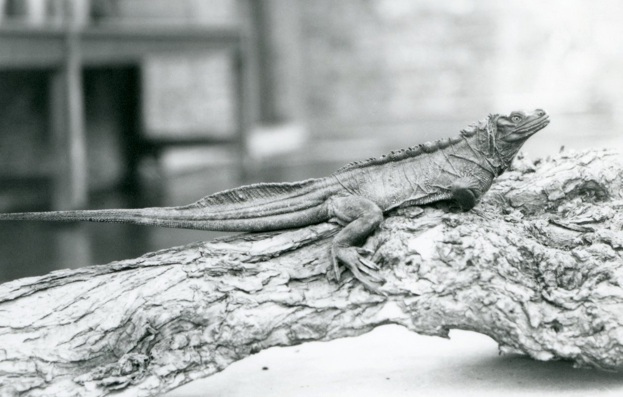 Zranitelná ještěrka plachetní odpočívá na kládě v londýnské zoo v roce 1928 (čb fotografie) od Frederick William Bond