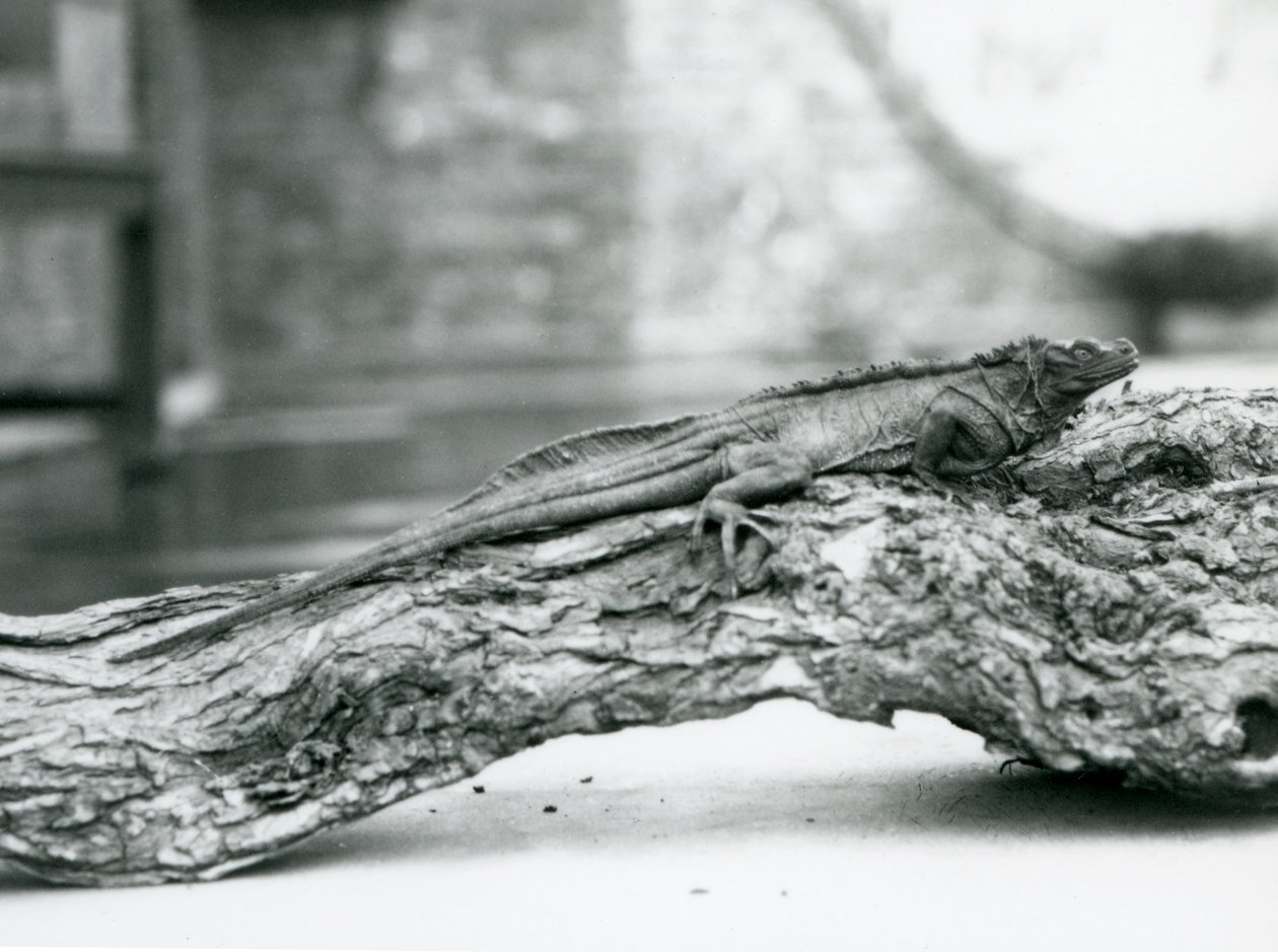Zranitelná ještěrka Sailfin odpočívá na kládě v londýnské zoo v roce 1928 (černobílá fotografie) od Frederick William Bond
