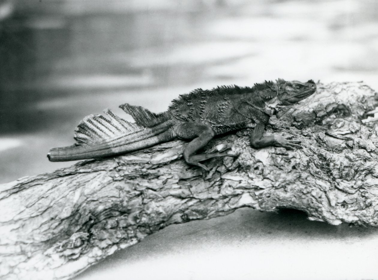 Zranitelná ještěrka plachetní s poškozeným ocasem, spočívající na kládě v londýnské zoo v roce 1929 (černobílá fotografie) od Frederick William Bond