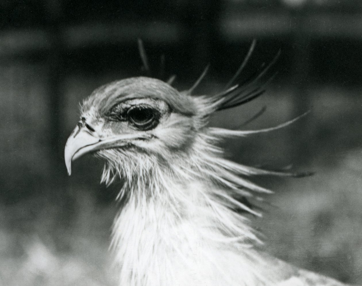 Zranitelný Secretary Bird nebo Secretarybird, v londýnské zoo v roce 1928 (černobílá fotografie) od Frederick William Bond