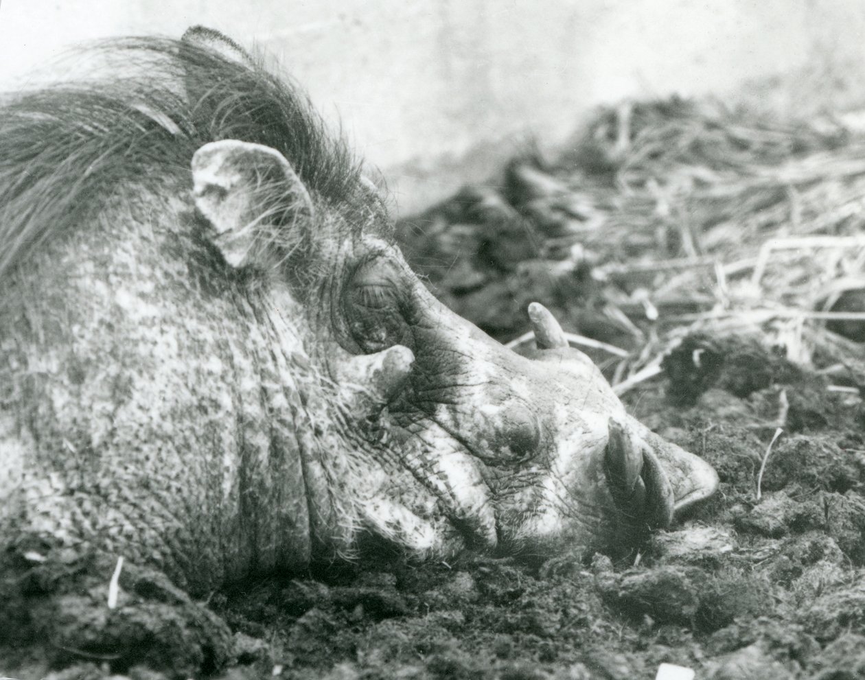 Prase bradavičnaté odpočívá v bahně v londýnské zoo, 1927 od Frederick William Bond