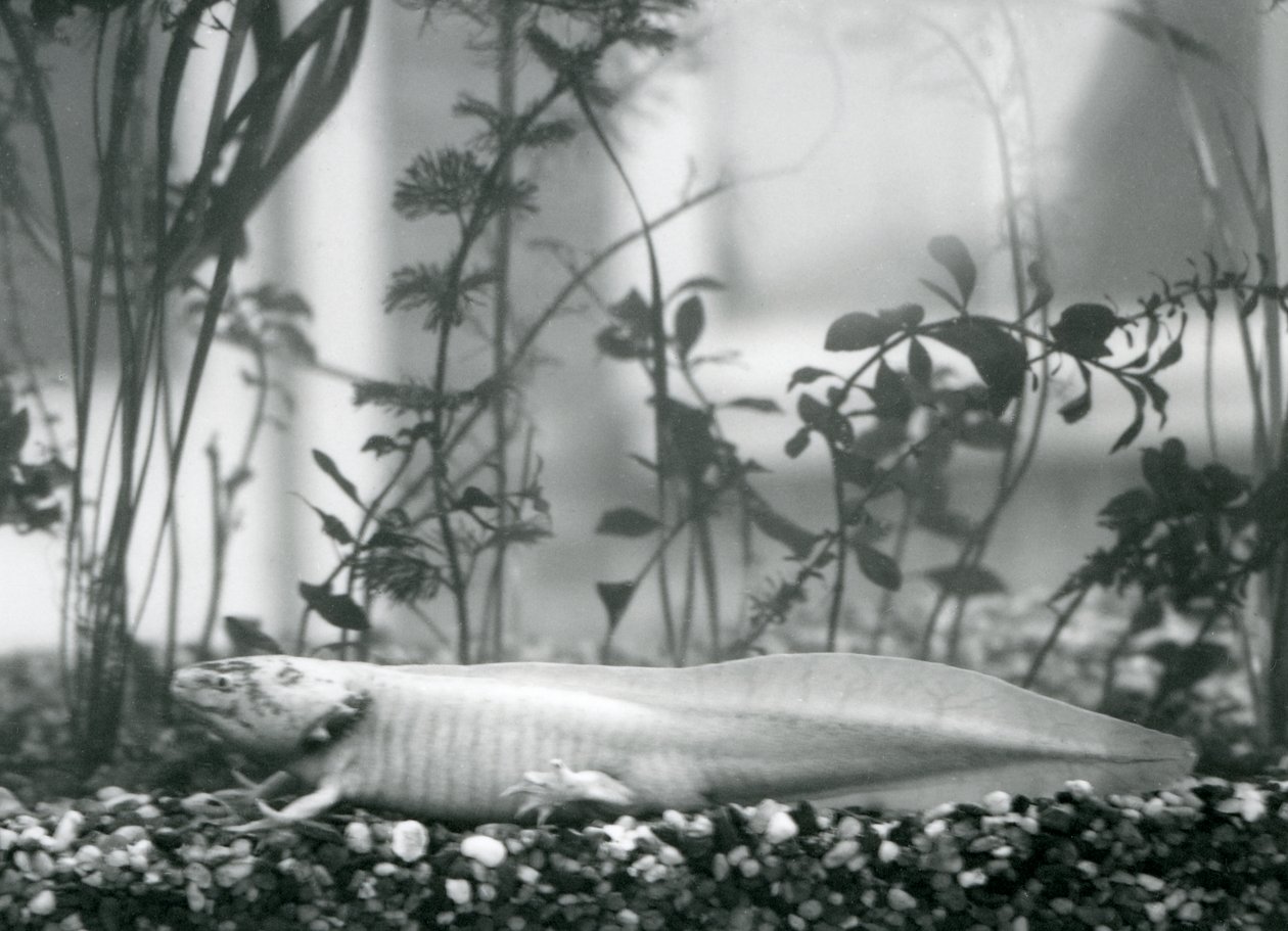 Bílý axolotl /mlok mexický spočívající na štěrku na podlaze nádrže v londýnské zoo v roce 1928 (černobílá fotografie) od Frederick William Bond