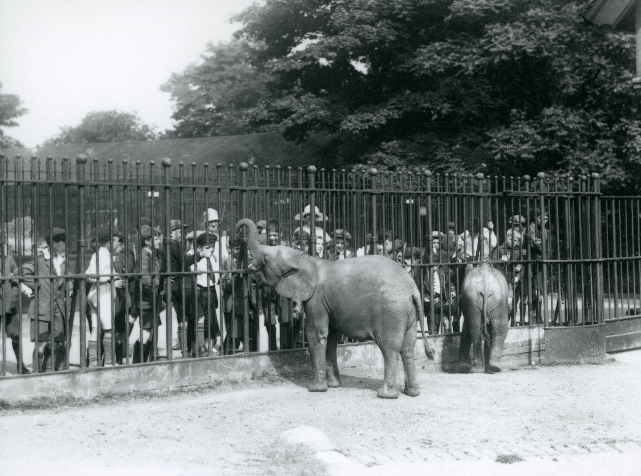 Mladý slon africký a slon africký Pygmej se stýkají s velkou skupinou dětí přes zábradlí jejich výběhu, Londýnská zoo, 1926 od Frederick William Bond